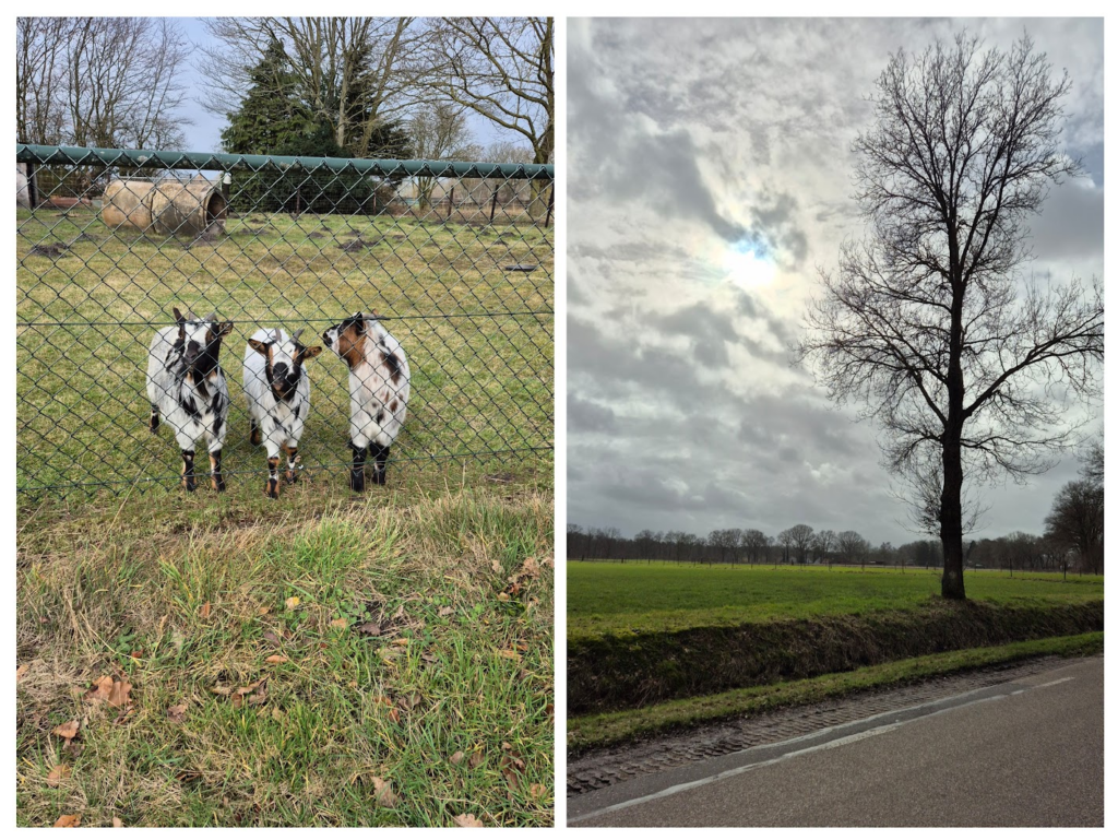 De eerste tekenen van de lente
